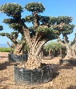 OPR15 - Olea Europaea Pompón ejemplar cent. REF 15 Malla Metálica