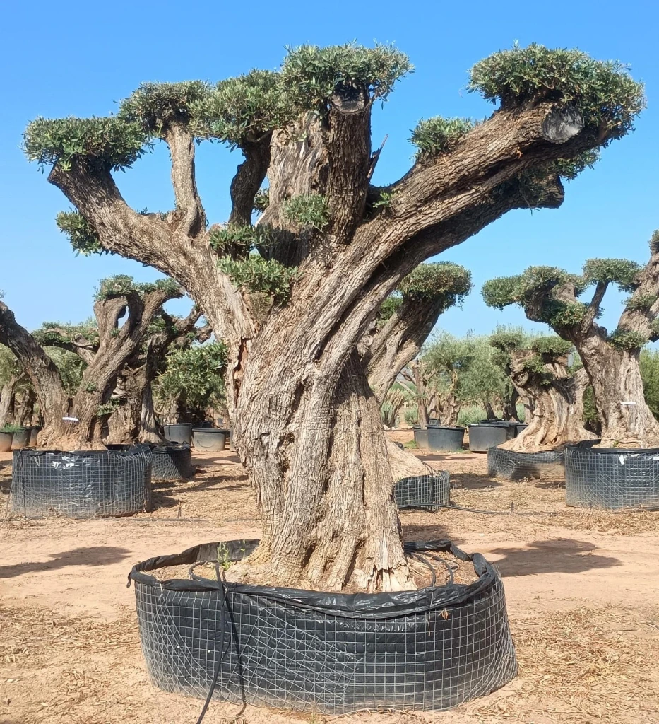 OPR16 - Olea Europaea Pompón ejemplar cent. REF 16 Malla Metálica