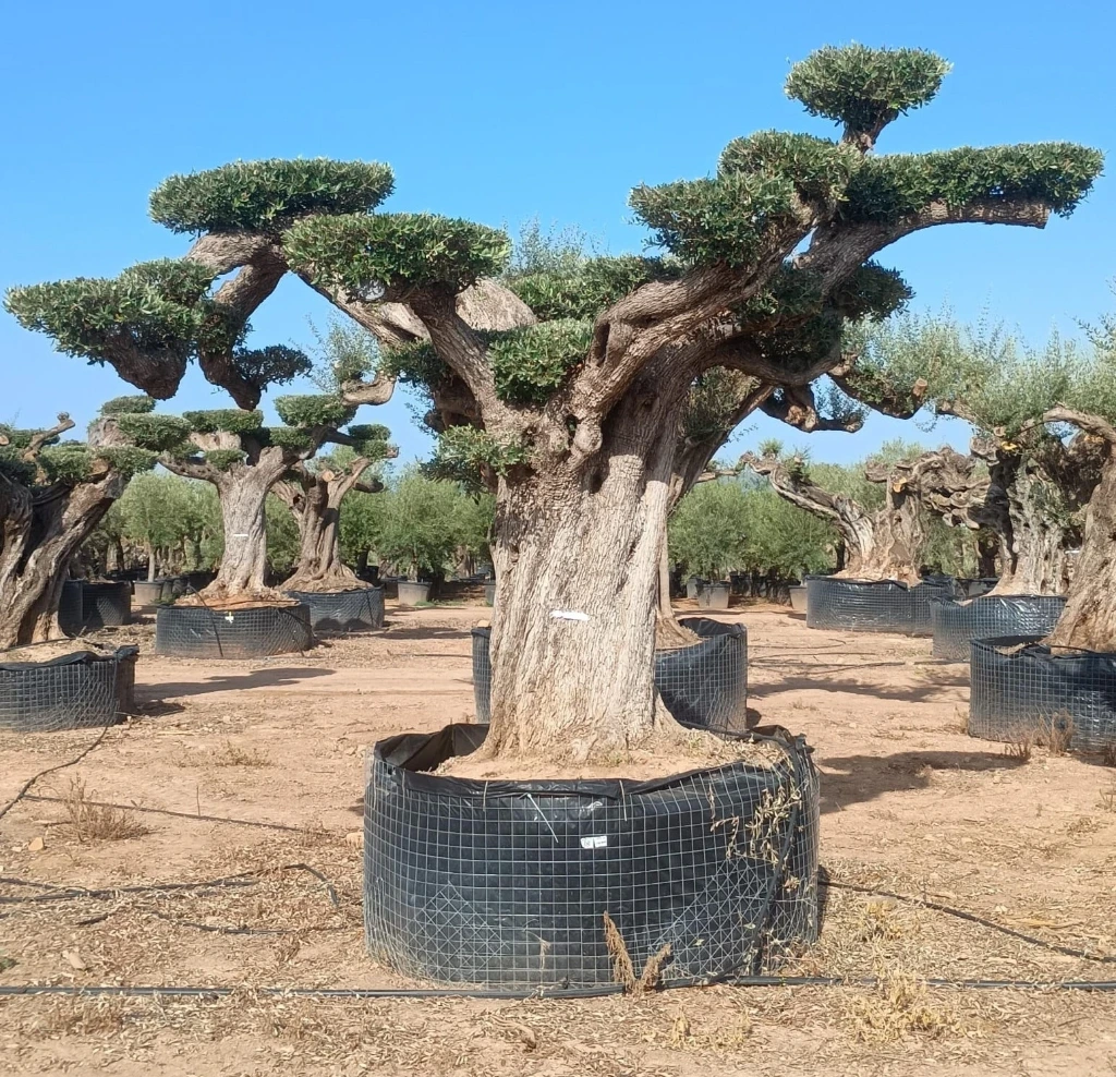 OPR16 - Olea Europaea Pompón ejemplar cent. REF 16 Malla Metálica