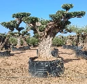 OPR16 - Olea Europaea Pompón ejemplar cent. REF 16 Malla Metálica