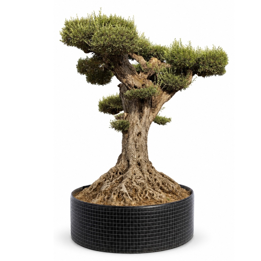 OPR16 - Olea Europaea Pompón ejemplar cent. REF 16 Malla Metálica