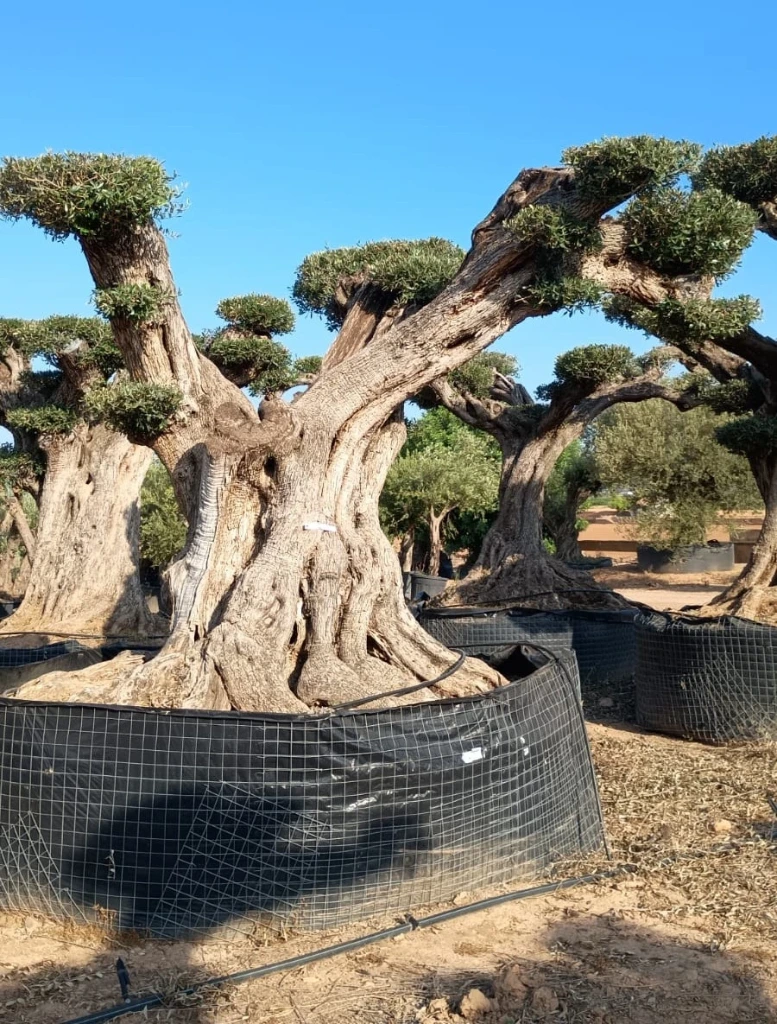 OPR16 - Olea Europaea Pompón ejemplar cent. REF 16 Malla Metálica