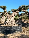 OPR16 - Olea Europaea Pompón ejemplar cent. REF 16 Malla Metálica
