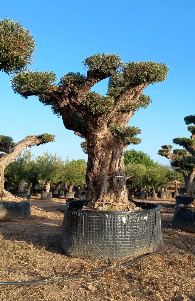 OPR16 - Olea Europaea Pompón ejemplar cent. REF 16 Malla Metálica