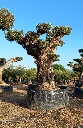 OPR16 - Olea Europaea Pompón ejemplar cent. REF 16 Malla Metálica