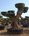 OPR16 - Olea Europaea Pompón ejemplar cent. REF 16 Malla Metálica