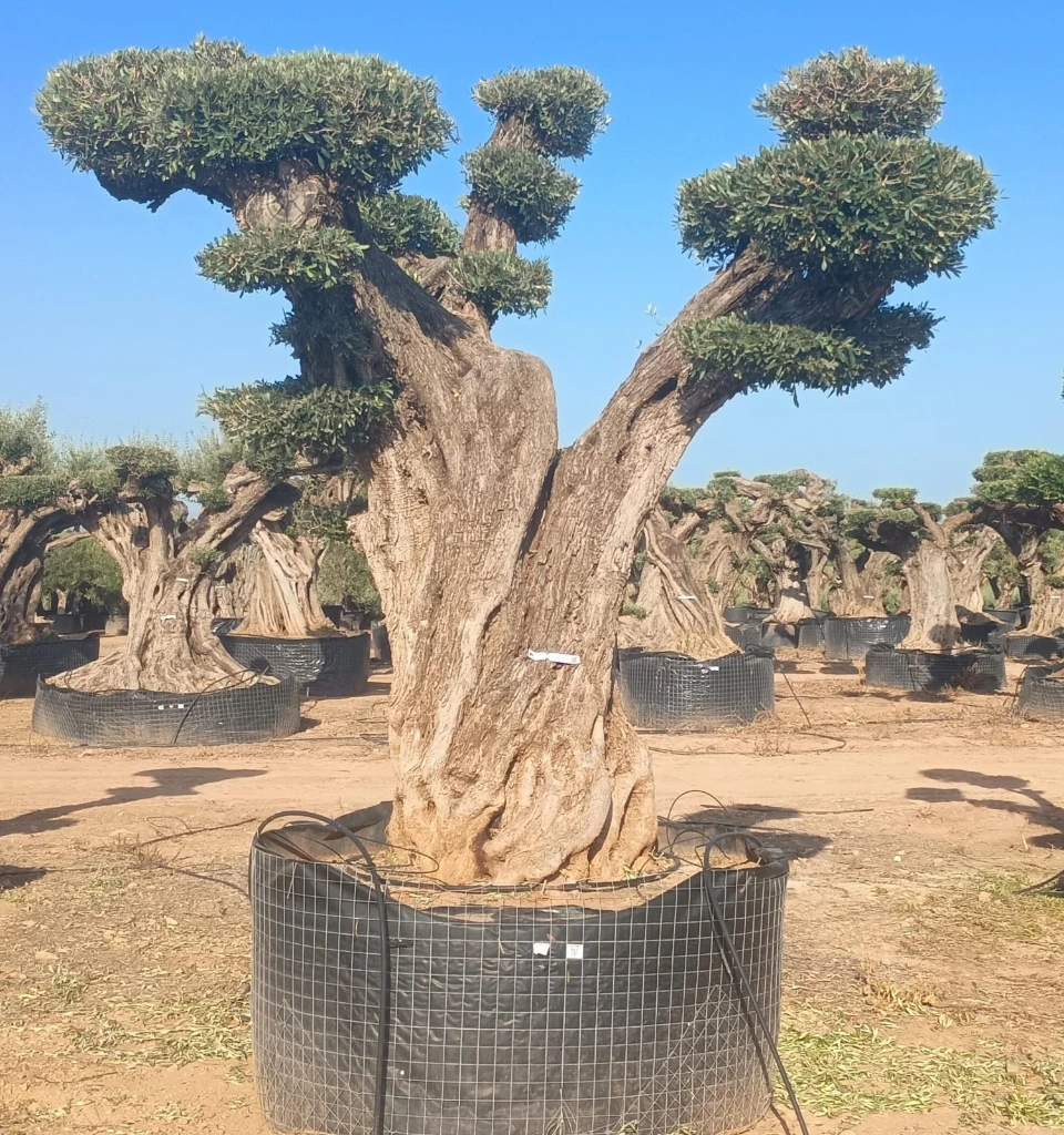 OPR16 - Olea Europaea Pompón ejemplar cent. REF 16 Malla Metálica