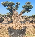 OPR16 - Olea Europaea Pompón ejemplar cent. REF 16 Malla Metálica