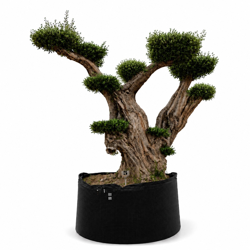 OPR17 - Olea Europaea Pompón ejemplar cent. REF 17 Malla Metálica (GENERICO [OPR17])
