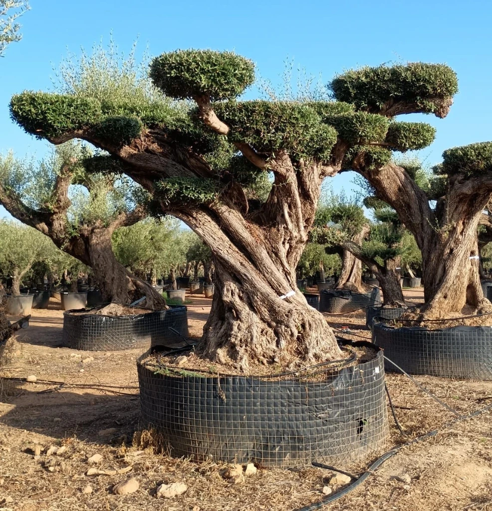 OPR17 - Olea Europaea Pompón ejemplar cent. REF 17 Malla Metálica