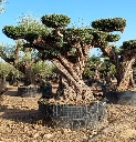 OPR17 - Olea Europaea Pompón ejemplar cent. REF 17 Malla Metálica