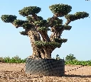 OPR17 - Olea Europaea Pompón ejemplar cent. REF 17 Malla Metálica