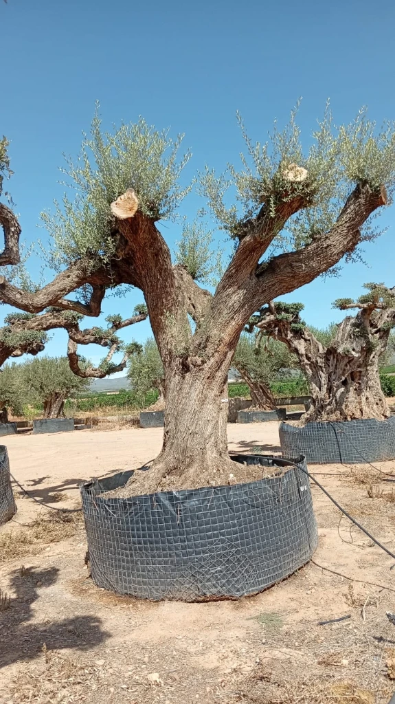 OPR17 - Olea Europaea Pompón ejemplar cent. REF 17 Malla Metálica