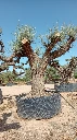 OPR17 - Olea Europaea Pompón ejemplar cent. REF 17 Malla Metálica