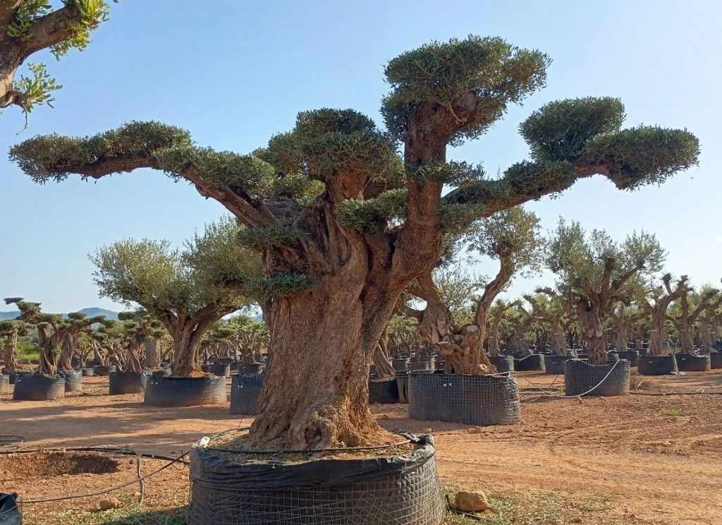 OPR18 - Olea Europaea Pompón ejemplar cent. REF 18 Malla Metálica