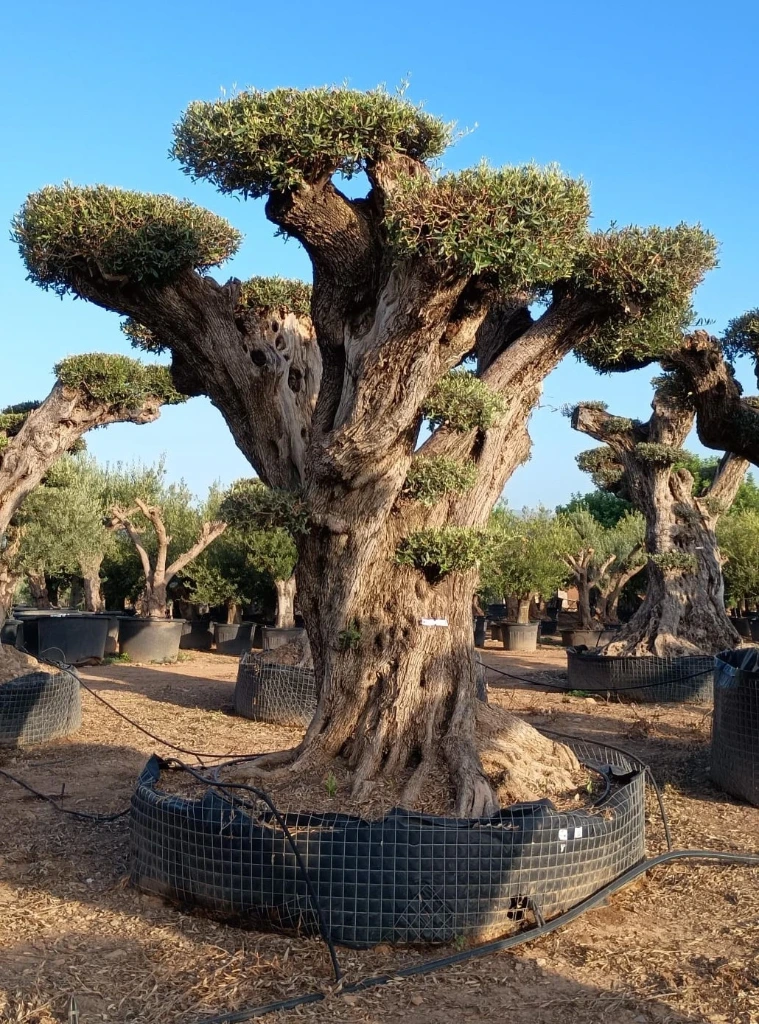 OPR18 - Olea Europaea Pompón ejemplar cent. REF 18 Malla Metálica