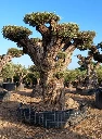 OPR18 - Olea Europaea Pompón ejemplar cent. REF 18 Malla Metálica