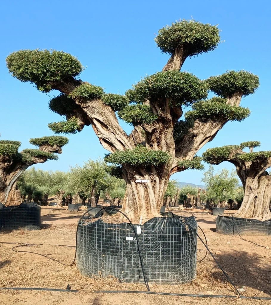 OPR18 - Olea Europaea Pompón ejemplar cent. REF 18 Malla Metálica