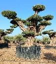 OPR18 - Olea Europaea Pompón ejemplar cent. REF 18 Malla Metálica