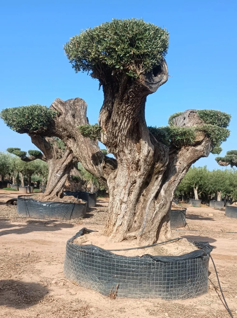 OPR19 - Olea Europaea Pompón ejemplar cent. REF 19 Malla Metálica