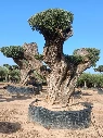 OPR19 - Olea Europaea Pompón ejemplar cent. REF 19 Malla Metálica