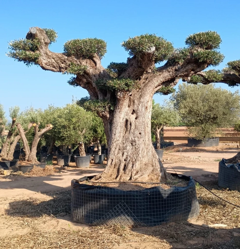 OPR19 - Olea Europaea Pompón ejemplar cent. REF 19 Malla Metálica