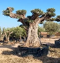 OPR19 - Olea Europaea Pompón ejemplar cent. REF 19 Malla Metálica