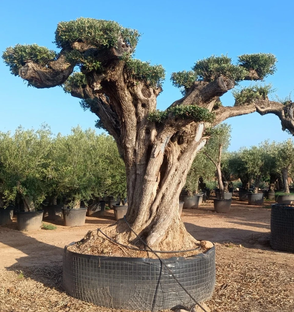 OPR19 - Olea Europaea Pompón ejemplar cent. REF 19 Malla Metálica
