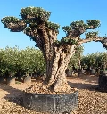 OPR19 - Olea Europaea Pompón ejemplar cent. REF 19 Malla Metálica