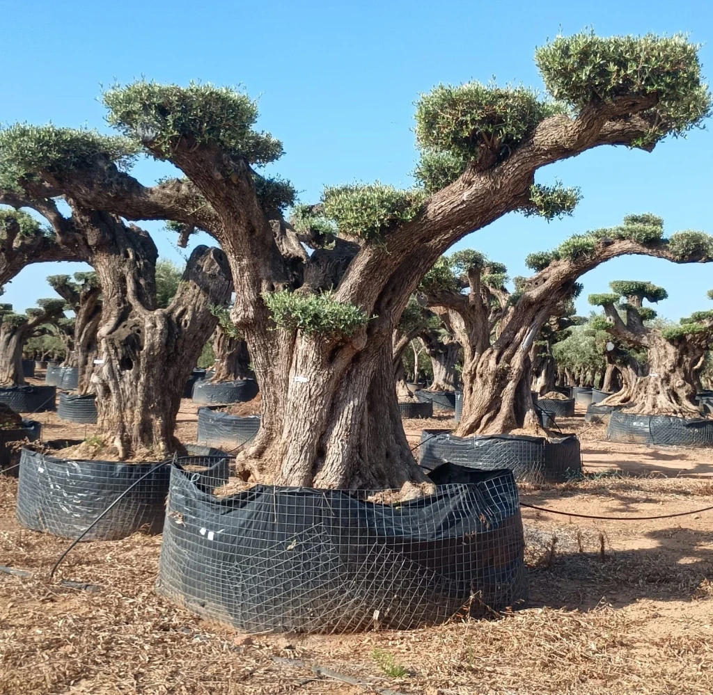 OPR20 - Olea Europaea Pompón ejemplar cent. REF 20 Malla Metálica