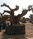 OPR20 - Olea Europaea Pompón ejemplar cent. REF 20 Malla Metálica