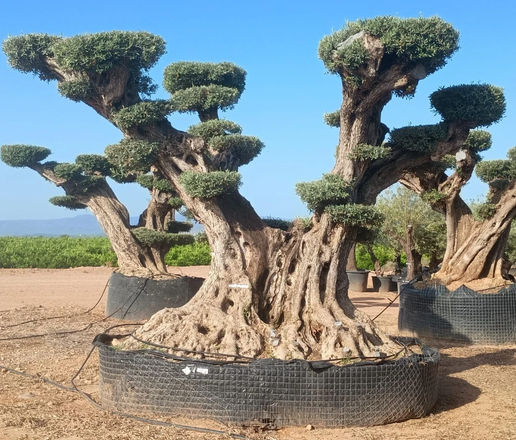 OPR20 - Olea Europaea Pompón ejemplar cent. REF 20 Malla Metálica