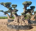 OPR20 - Olea Europaea Pompón ejemplar cent. REF 20 Malla Metálica