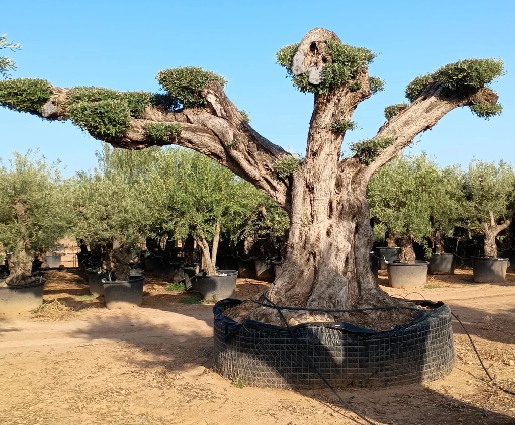 OPR22 - Olea Europaea Pompón ejemplar cent. REF 22 Malla Metálica