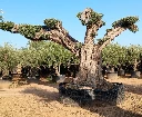 OPR22 - Olea Europaea Pompón ejemplar cent. REF 22 Malla Metálica