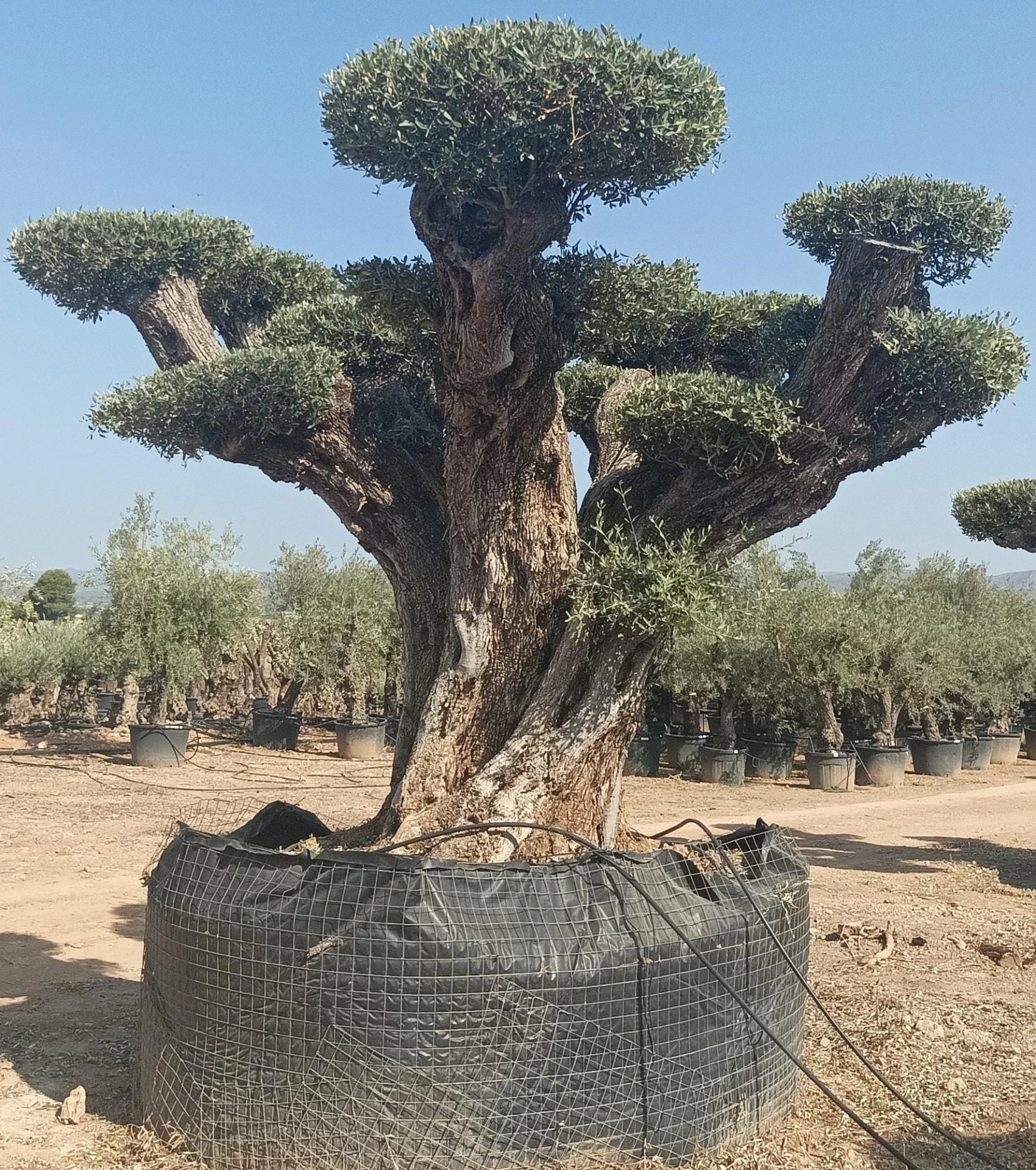 OPR23 - Olea Europaea Pompón ejemplar cent. REF 23 Malla Metálica