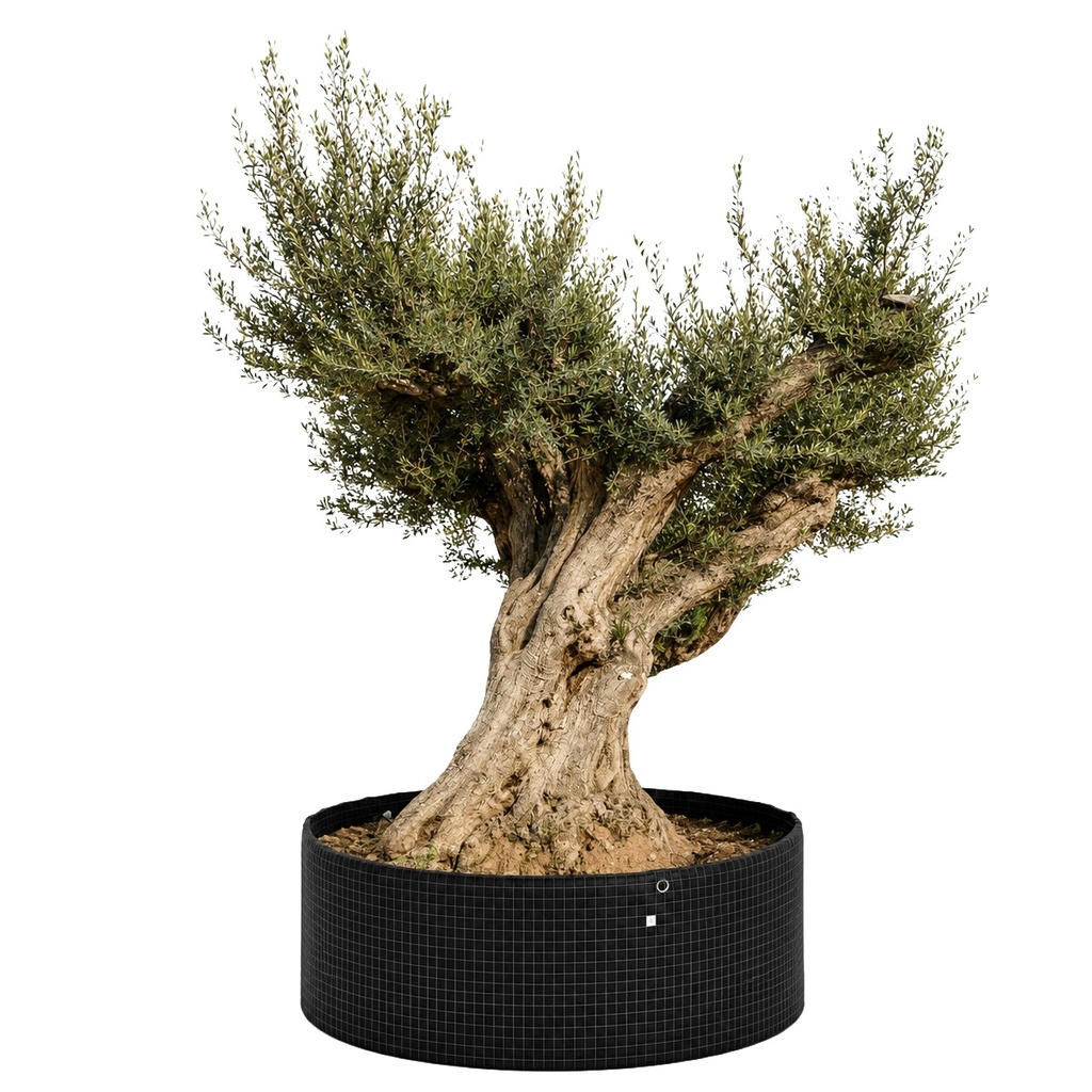 OPR24 - Olea Europaea Pompón ejemplar cent. REF 24 Malla Metálica