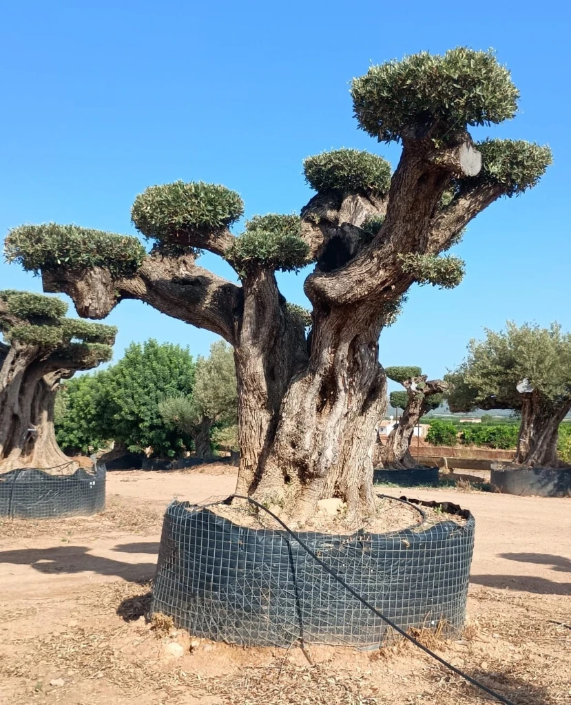 OPR24 - Olea Europaea Pompón ejemplar cent. REF 24 Malla Metálica