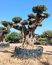 OPR24 - Olea Europaea Pompón ejemplar cent. REF 24 Malla Metálica