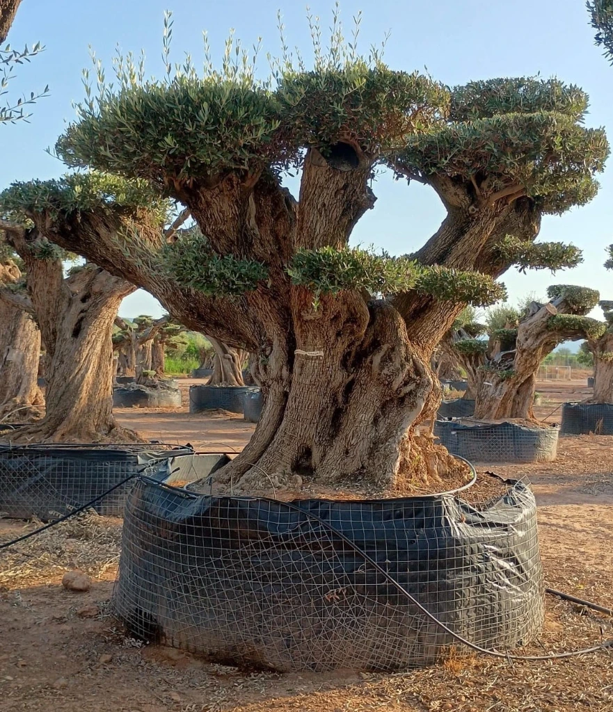 OPR24 - Olea Europaea Pompón ejemplar cent. REF 24 Malla Metálica