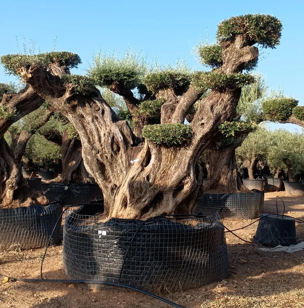 OPR24 - Olea Europaea Pompón ejemplar cent. REF 24 Malla Metálica