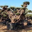 OPR24 - Olea Europaea Pompón ejemplar cent. REF 24 Malla Metálica
