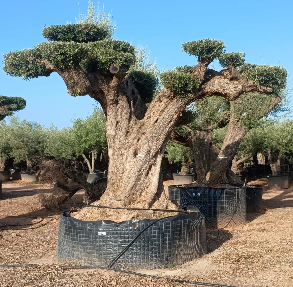 OPR24 - Olea Europaea Pompón ejemplar cent. REF 24 Malla Metálica