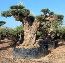OPR24 - Olea Europaea Pompón ejemplar cent. REF 24 Malla Metálica
