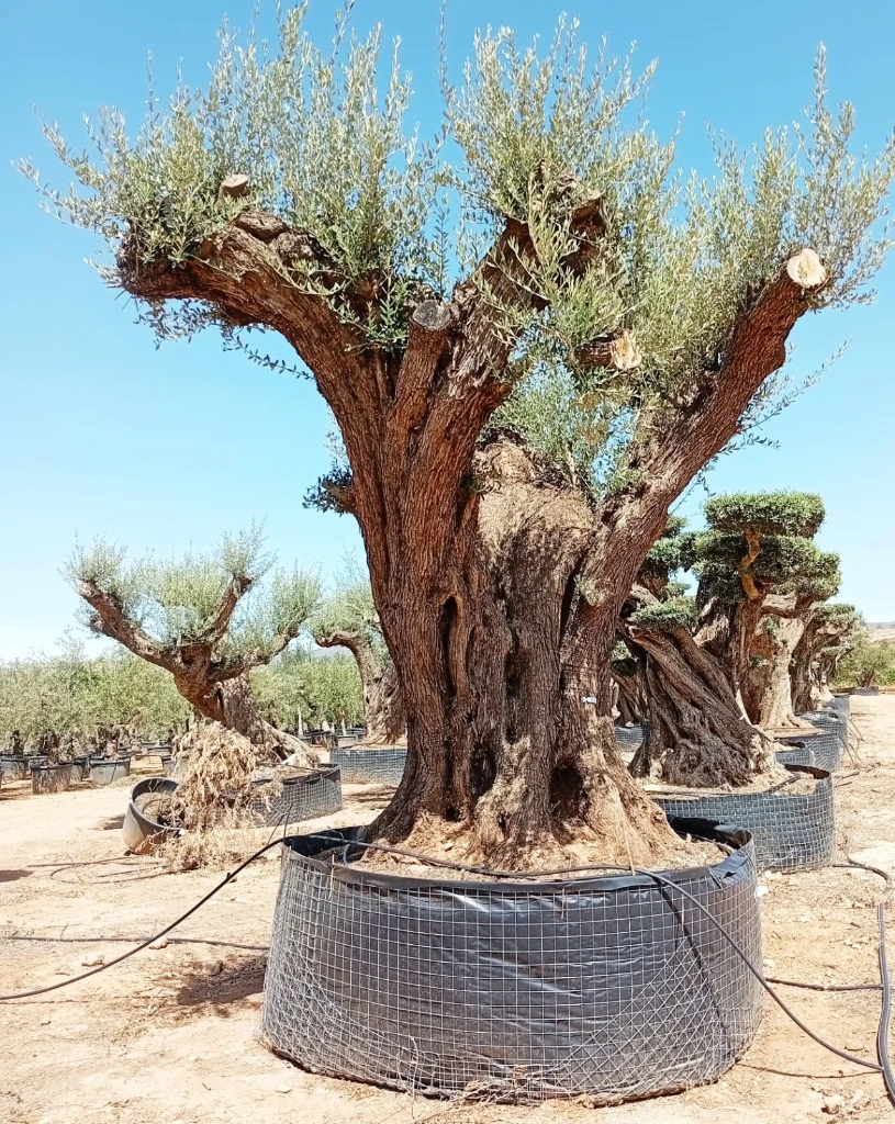 OPR24 - Olea Europaea Pompón ejemplar cent. REF 24 Malla Metálica
