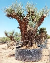 OPR24 - Olea Europaea Pompón ejemplar cent. REF 24 Malla Metálica