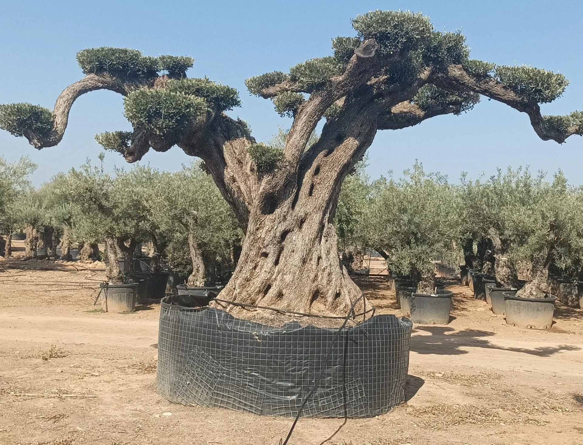 OPR24 - Olea Europaea Pompón ejemplar cent. REF 24 Malla Metálica