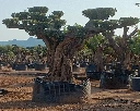 OPR24 - Olea Europaea Pompón ejemplar cent. REF 24 Malla Metálica