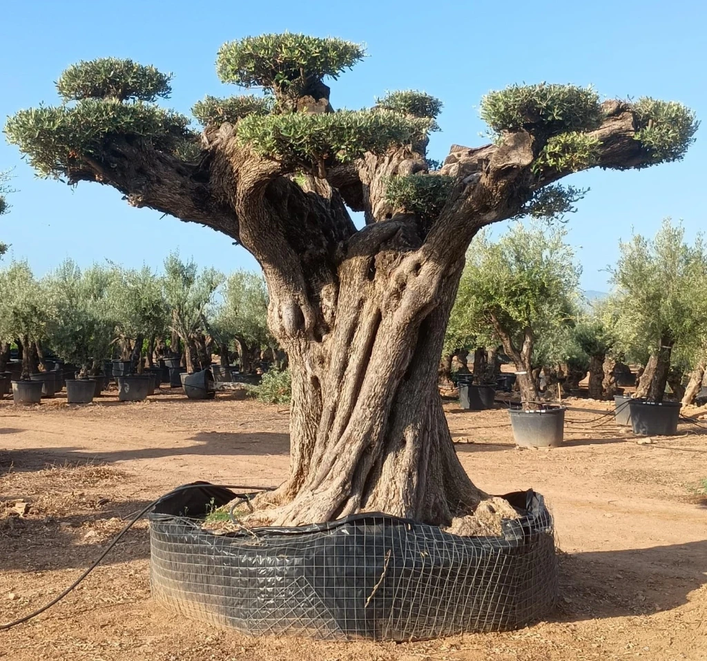 OPR24 - Olea Europaea Pompón ejemplar cent. REF 24 Malla Metálica