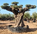 OPR24 - Olea Europaea Pompón ejemplar cent. REF 24 Malla Metálica